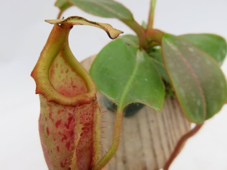 食虫植物N.mollis BE (ネペンテス　モーリス) 食虫植物N.mollis BE (ネペンテス モーリス)